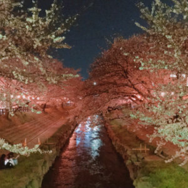 夜桜サムネイル