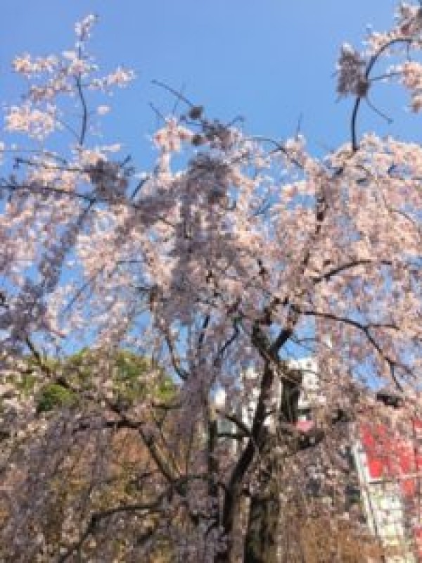 桜🌸サムネイル
