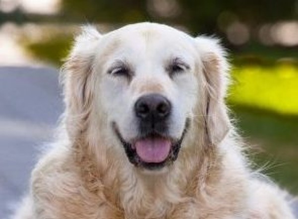 シニア犬（高齢犬）のペットホテル利用術サムネイル